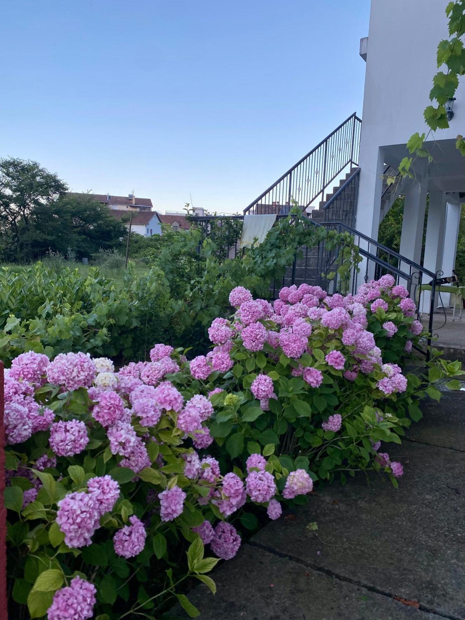 Dragana Apartment