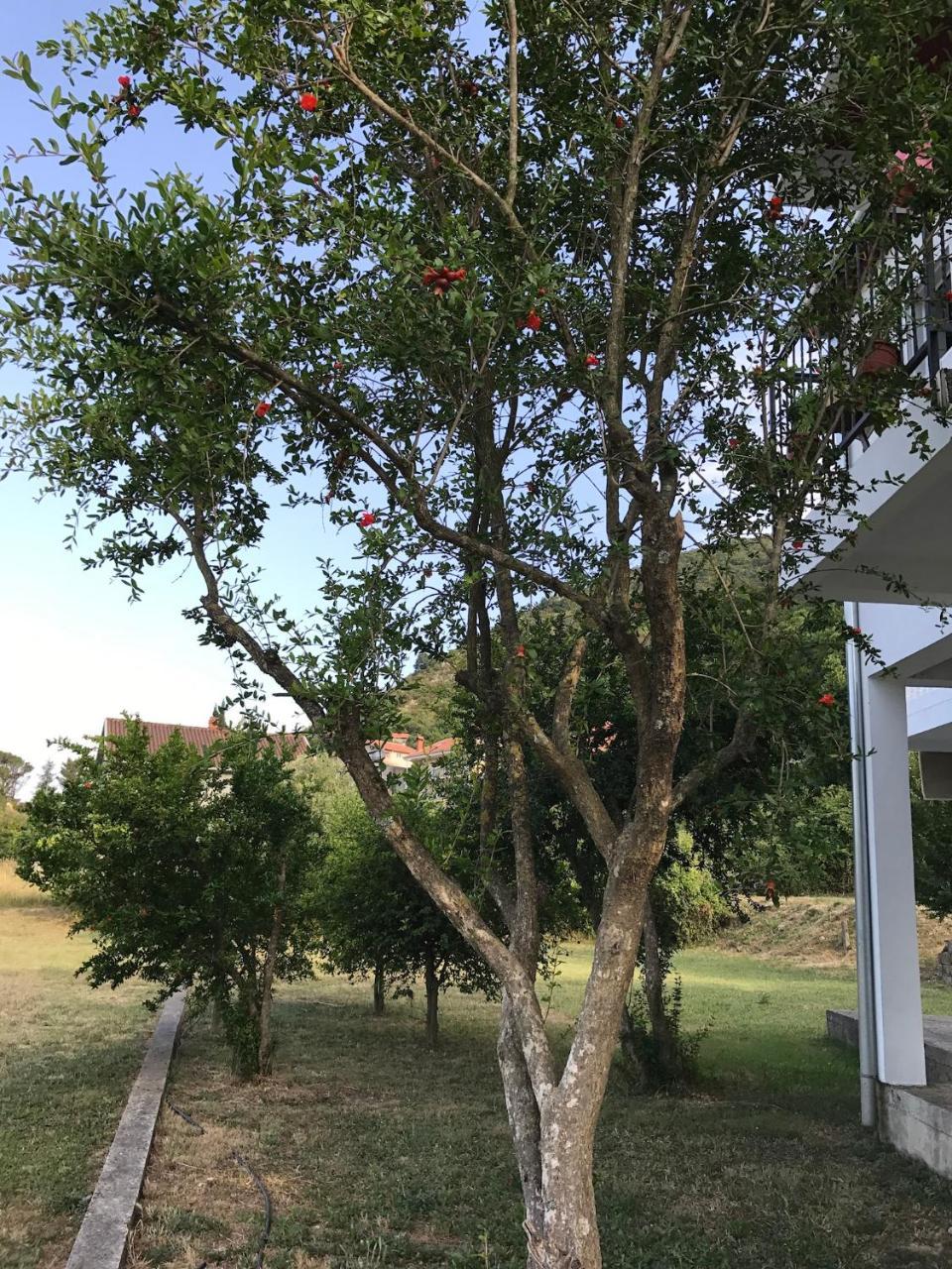 Apartment Dragana *